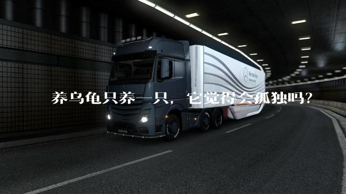 养乌龟只养一只，它觉得会孤独吗？