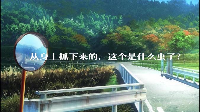 从身上抓下来的，这个是什么虫子？